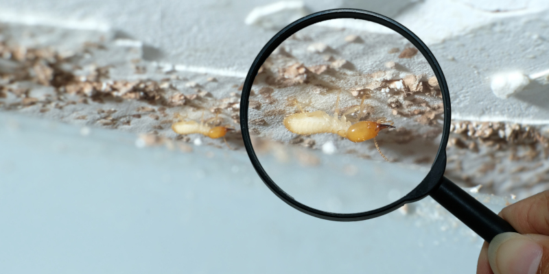 How to Prepare for a Termite Inspection